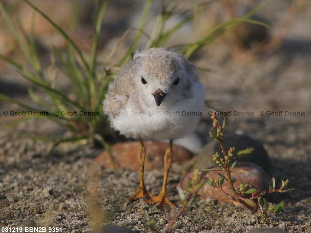 PIPL-13-AV_Piping-Plover