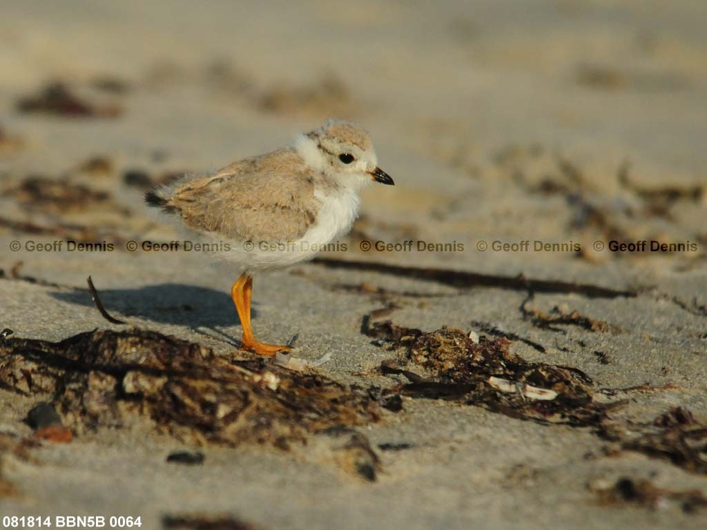 PIPL-13-AW_Piping-Plover