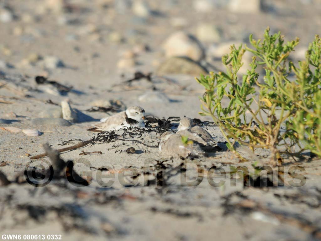 PIPL-13-AX_Piping-Plover