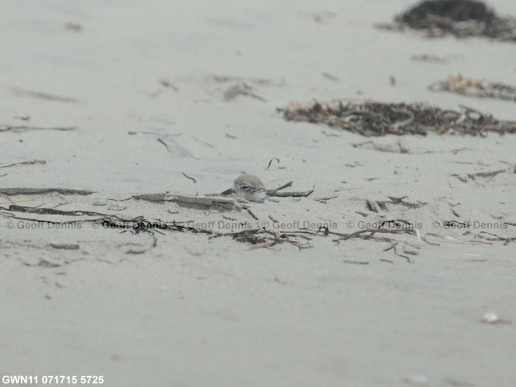 PIPL-13-AY_Piping-Plover