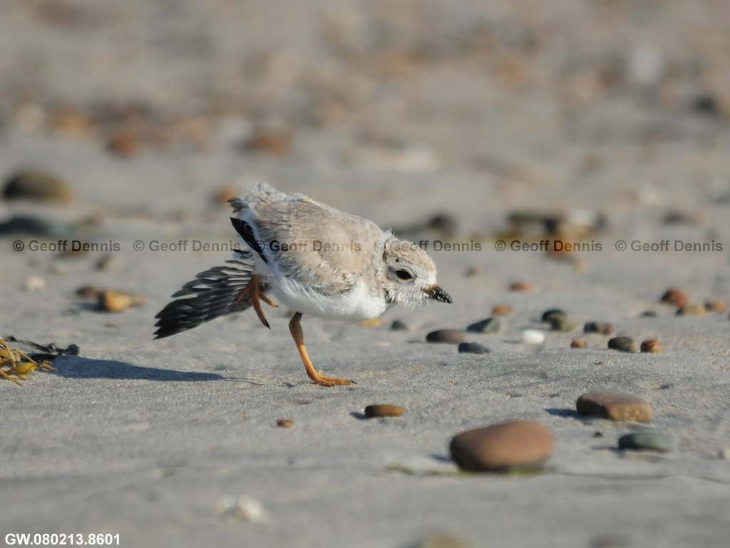 PIPL-13-AZ_Piping-Plover