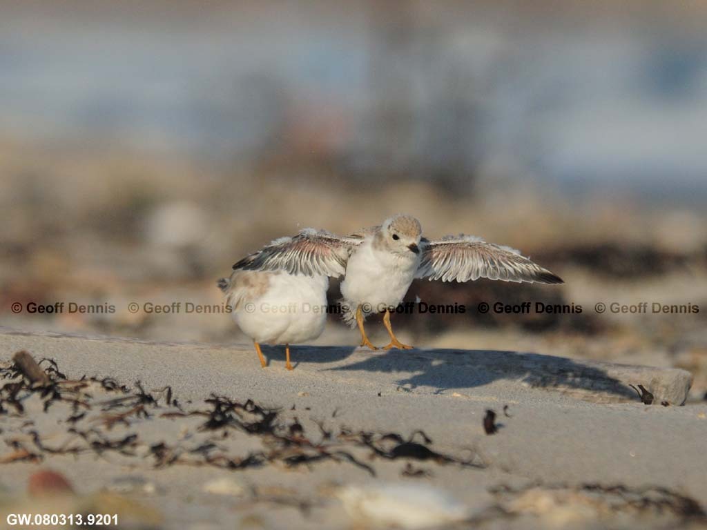PIPL-13-BA_Piping-Plover