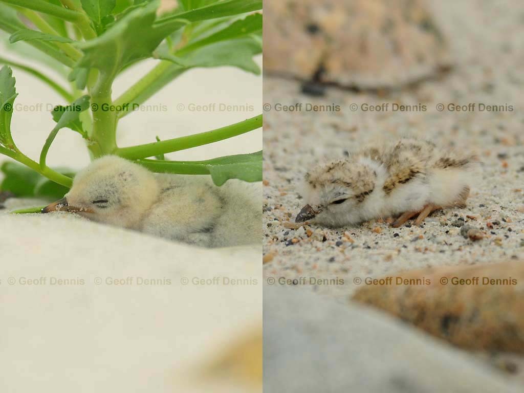 PIPL-13-BB_Piping-Plover