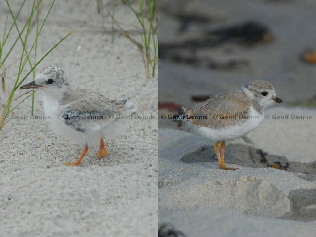 PIPL-13-BC_Piping-Plover
