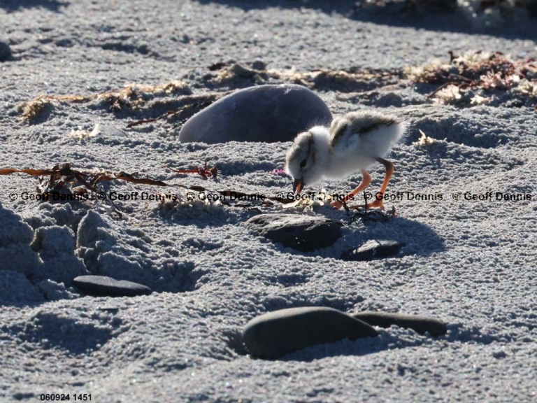 PIPL-13-BD_Piping-Plover