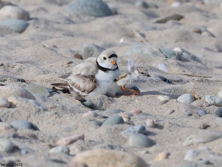 PIPL-13-BE_Piping-Plover