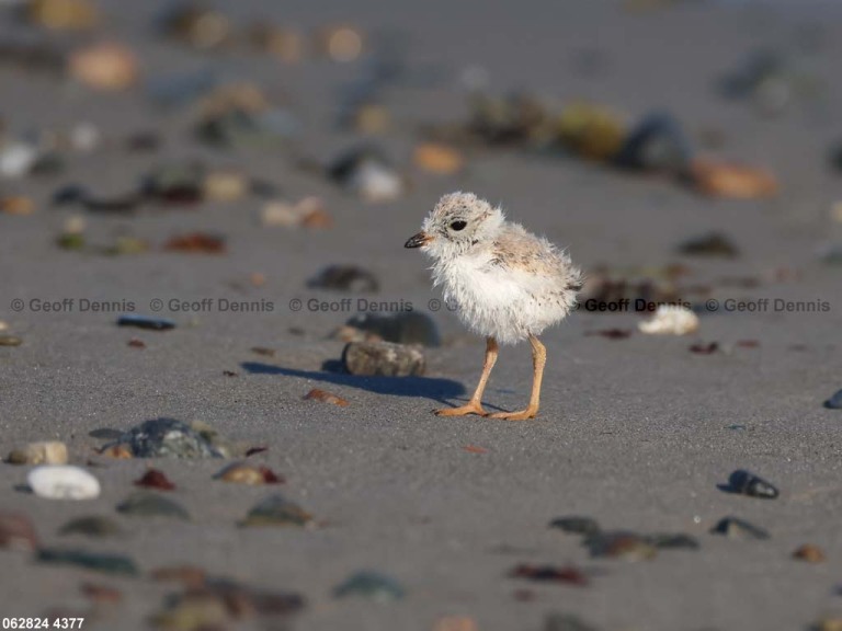 PIPL-13-BF_Piping-Plover