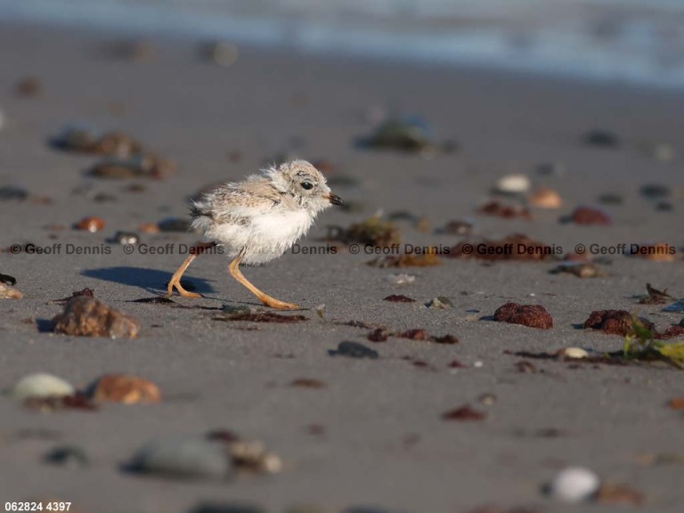 PIPL-13-BG_Piping-Plover