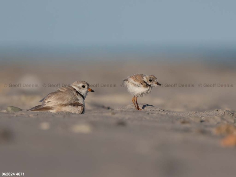 PIPL-13-BH_Piping-Plover