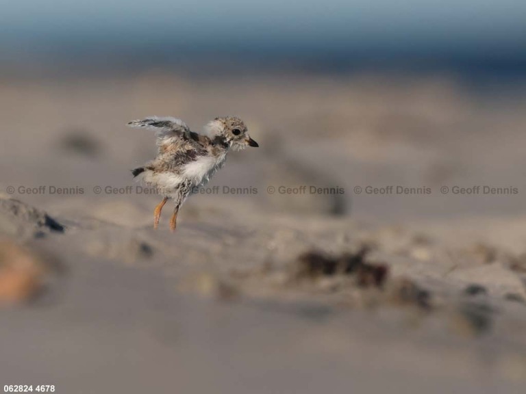 PIPL-13-BI_Piping-Plover