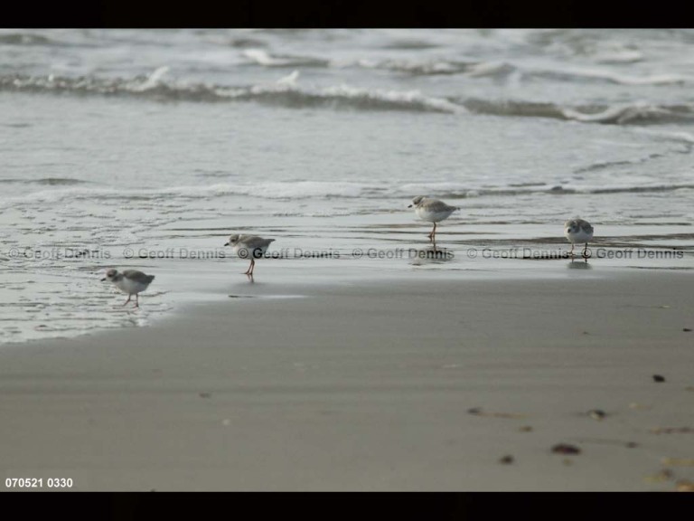 PIPL-13-BJ_Piping-Plover