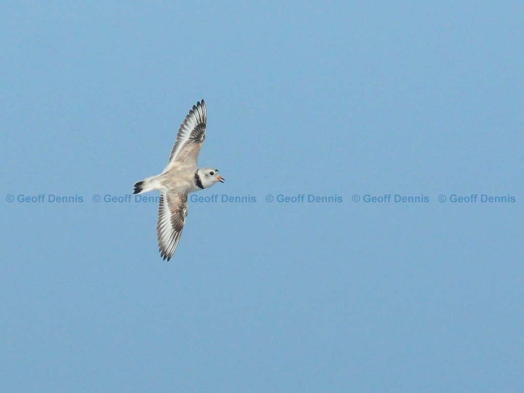 PIPL-7-AA_Piping-Plover