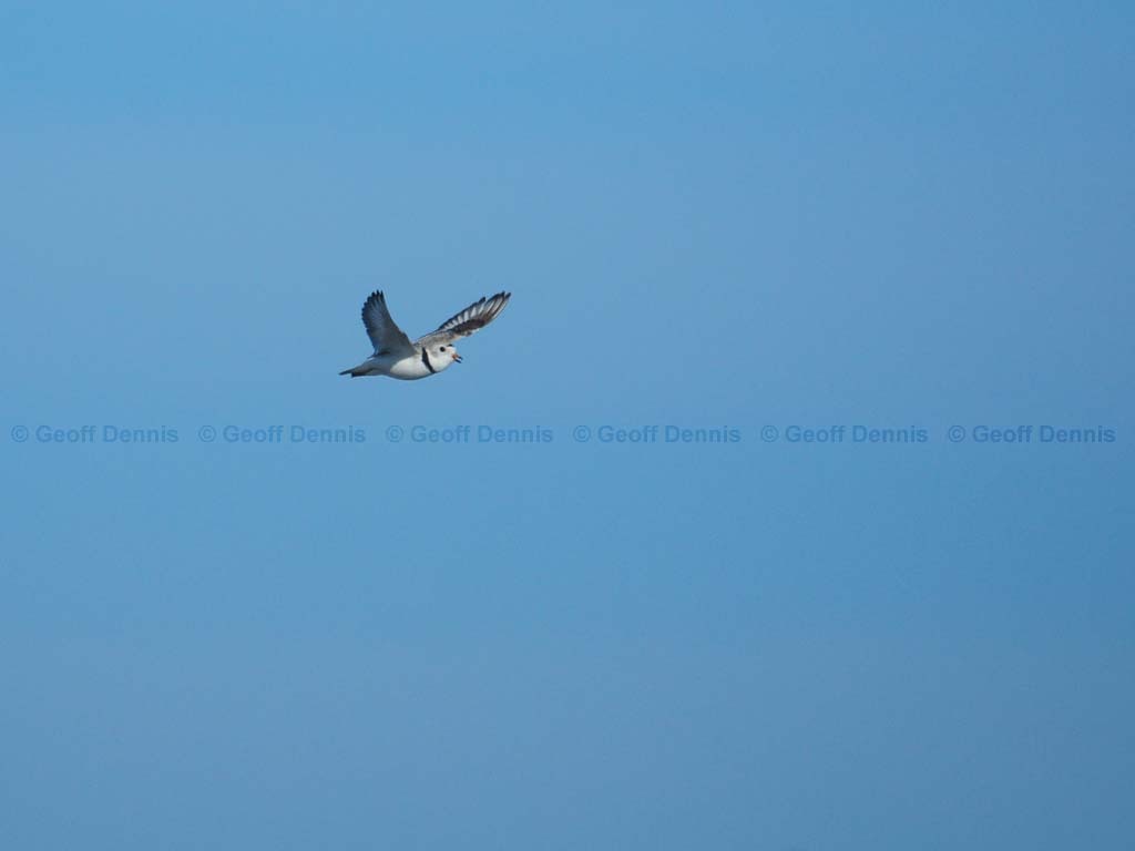 PIPL-7-AB_Piping-Plover