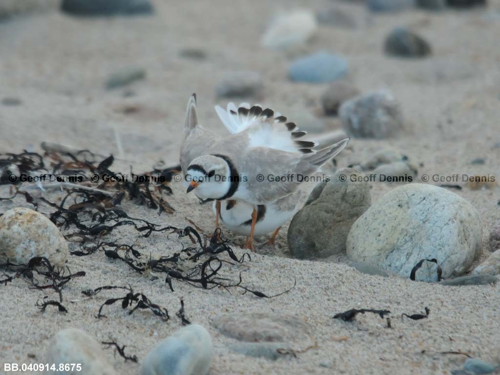 PIPL-7-AC_Piping-Plover