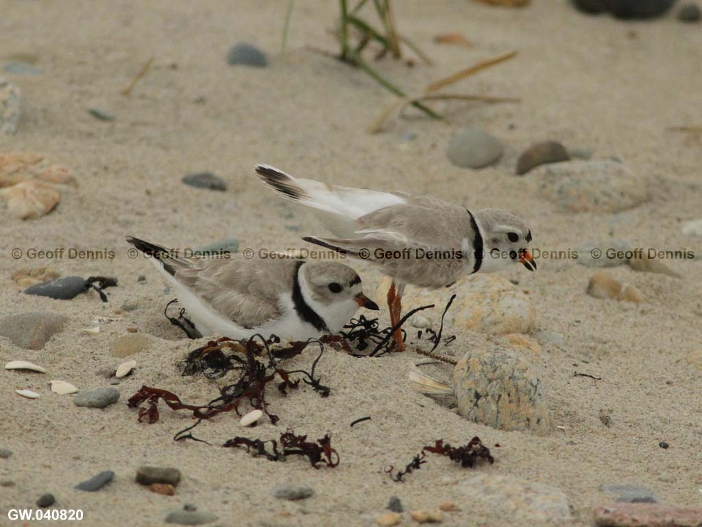 PIPL-7-AD_Piping-Plover