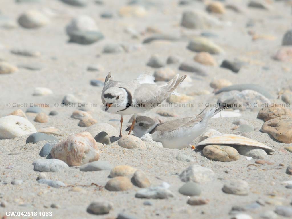 PIPL-7-AE_Piping-Plover