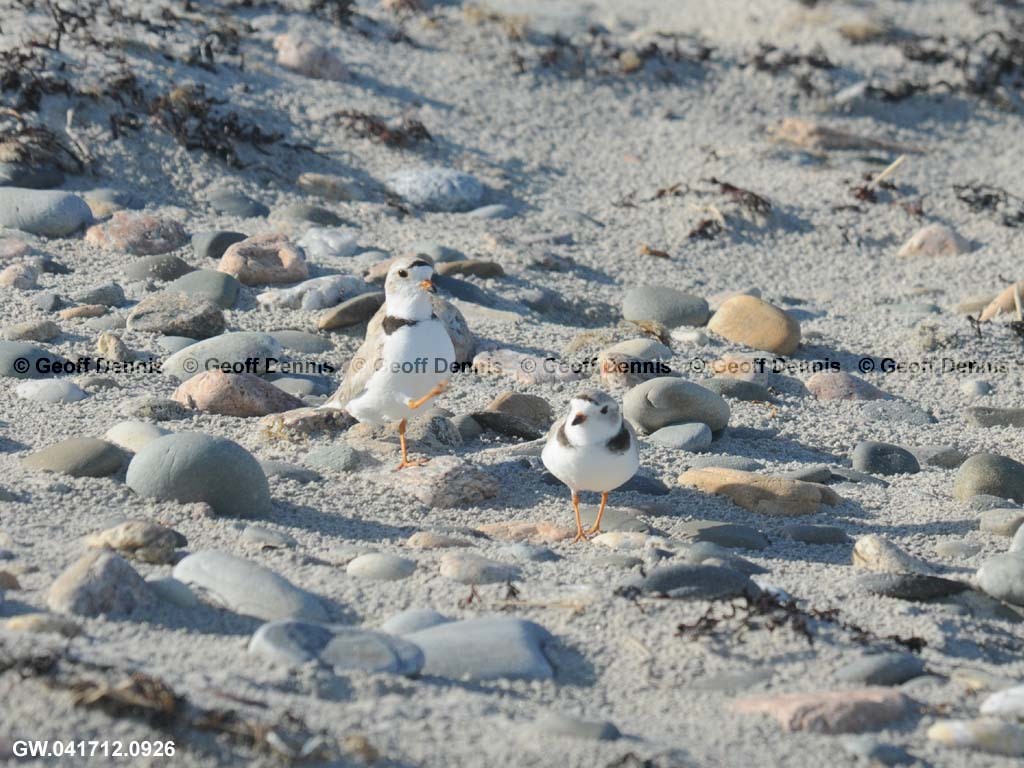PIPL-7-AF_Piping-Plover