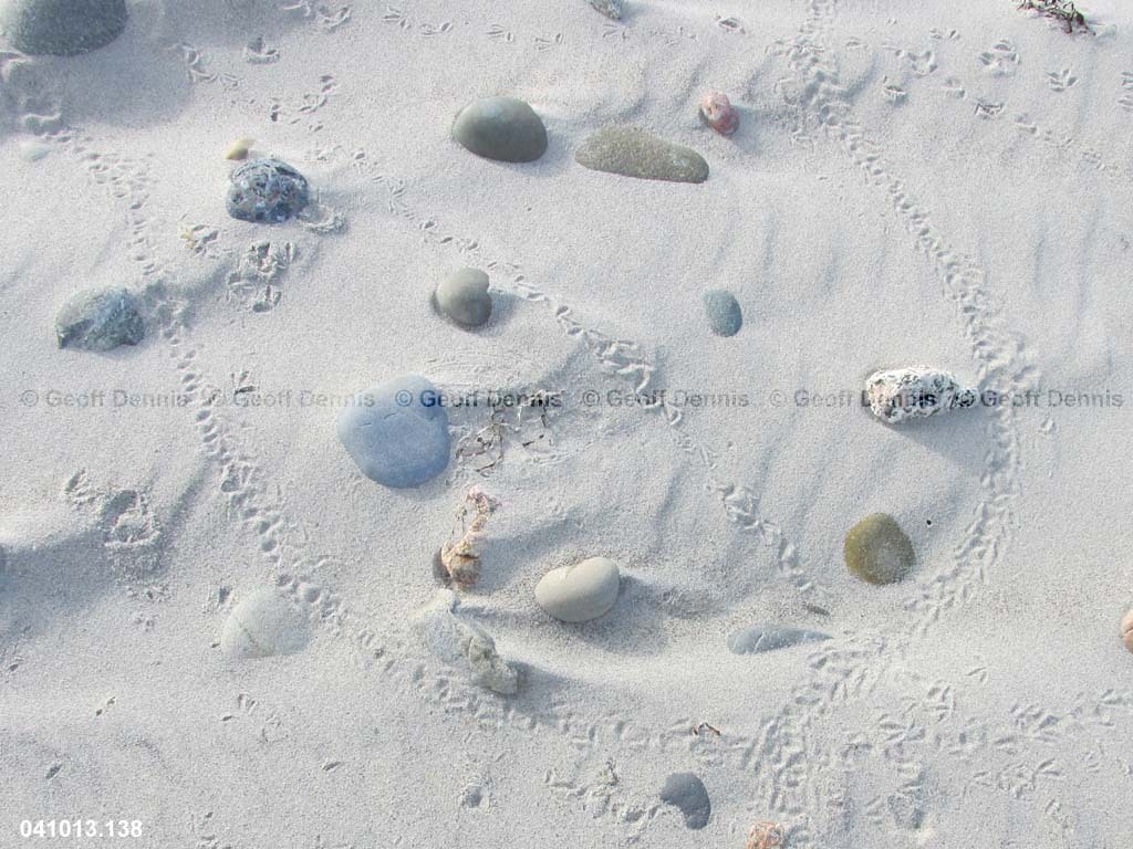 PIPL-7-AG_Piping-Plover