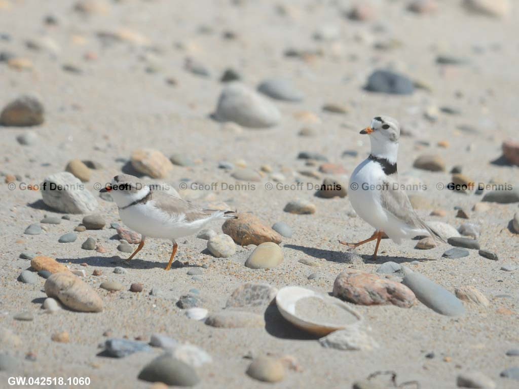PIPL-7-AH_Piping-Plover