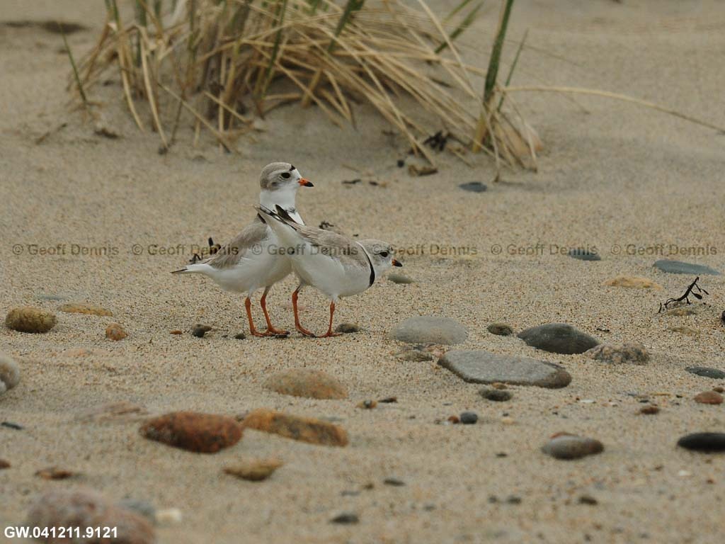 PIPL-7-AI-Piping-Plover