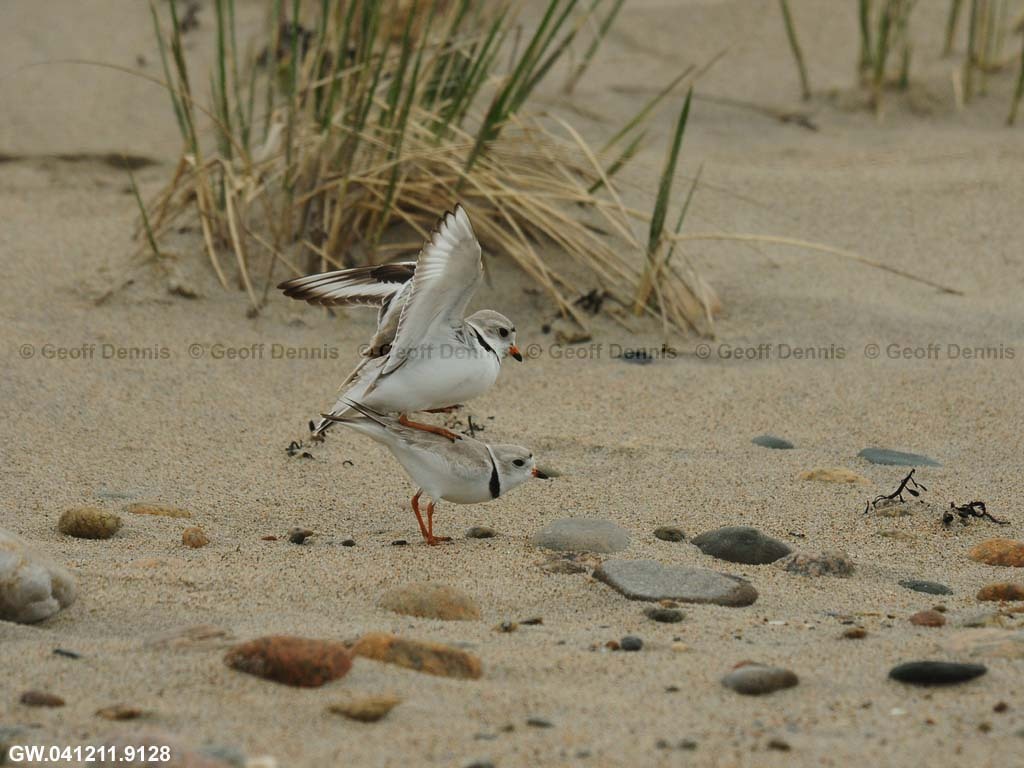 PIPL-7-AJ-Piping-Plover