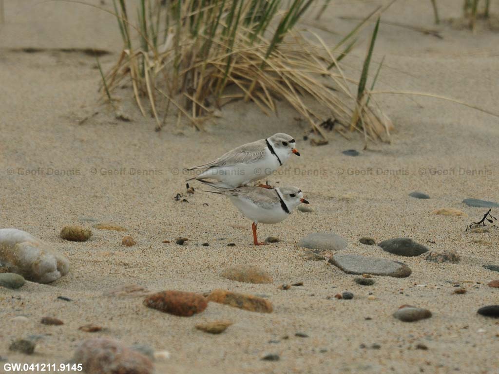 PIPL-7-AK-Piping-Plover