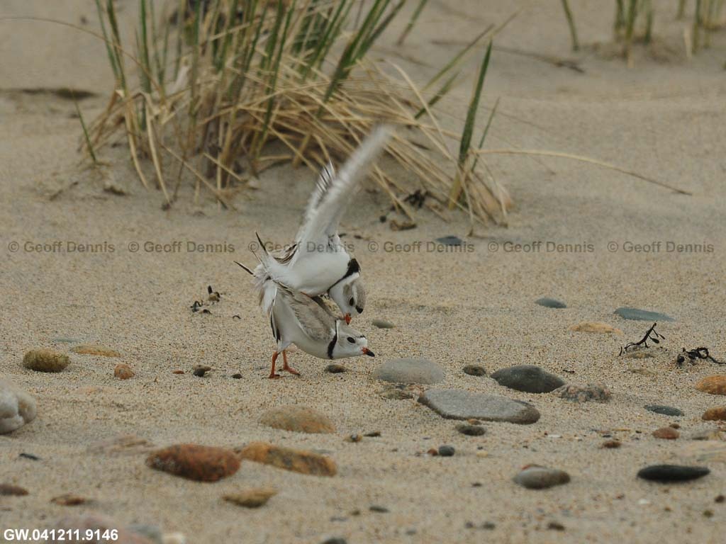 PIPL-7-AL-Piping-Plover