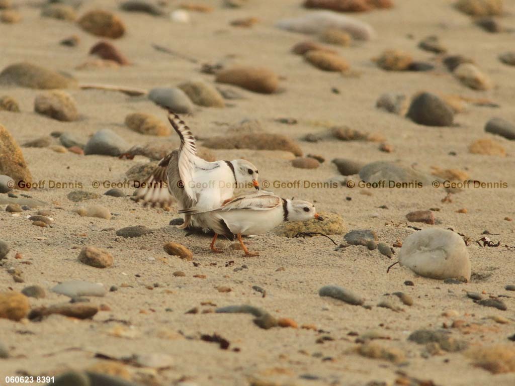PIPL-7-AM_Piping-Plover