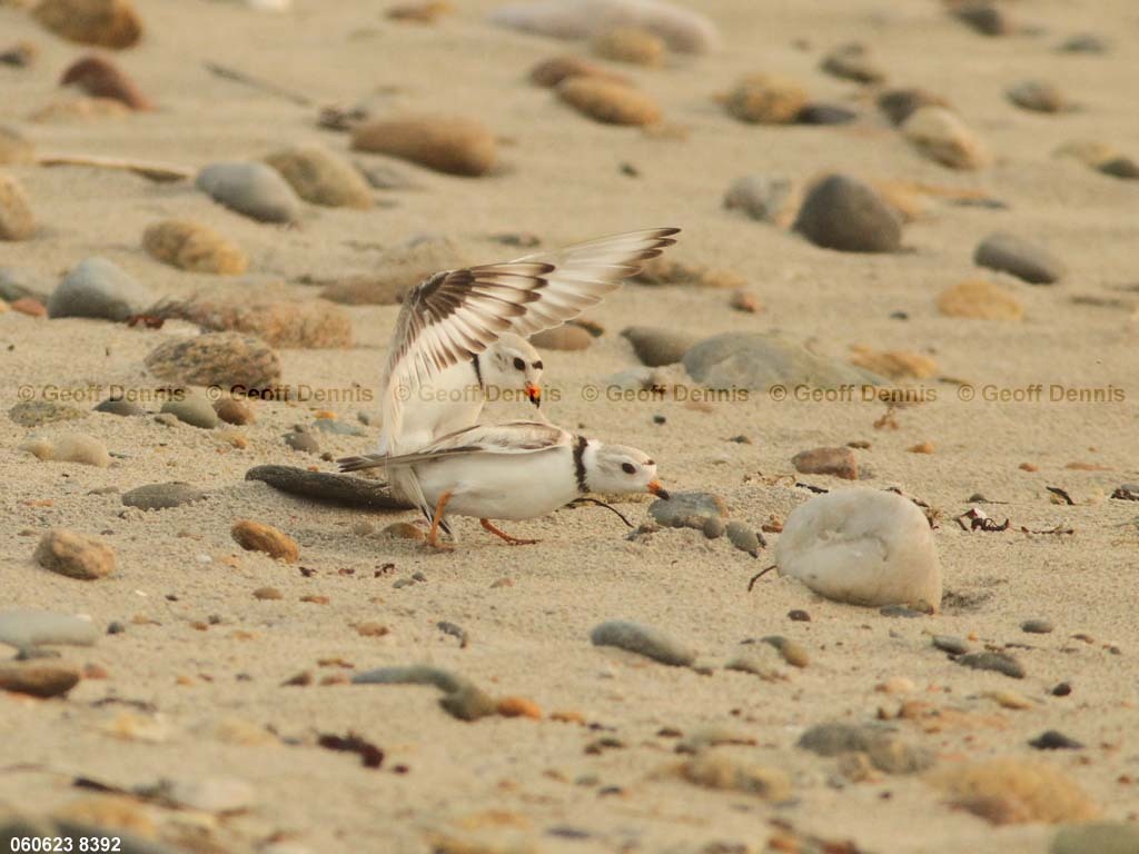 PIPL-7-AN_Piping-Plover