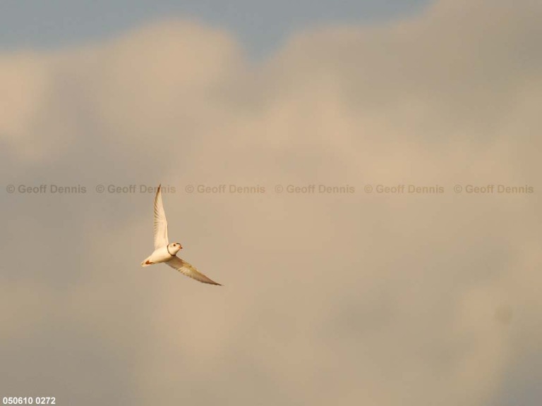 PIPL-7-AO_Piping-Plover