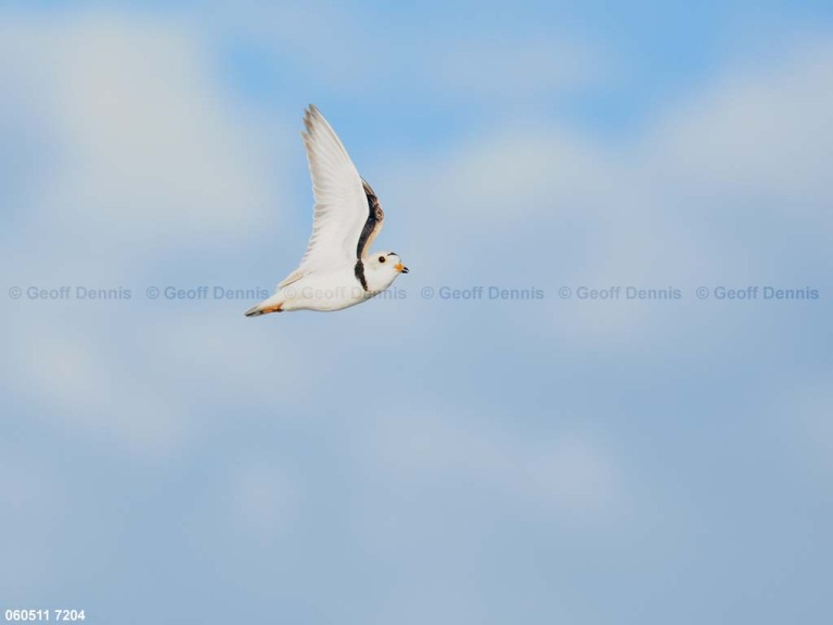 PIPL-7-AP_Piping-Plover