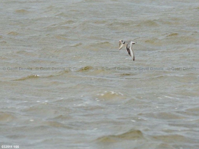 PIPL-7-AQ_Piping-Plover