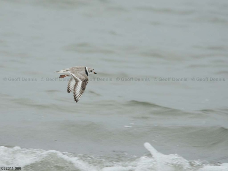 PIPL-7-AR_Piping-Plover