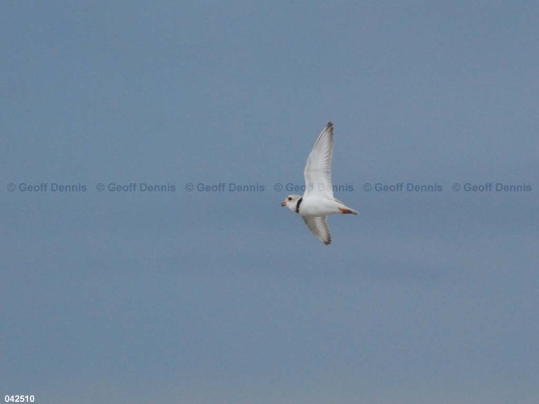 PIPL-7-AS_Piping-Plover