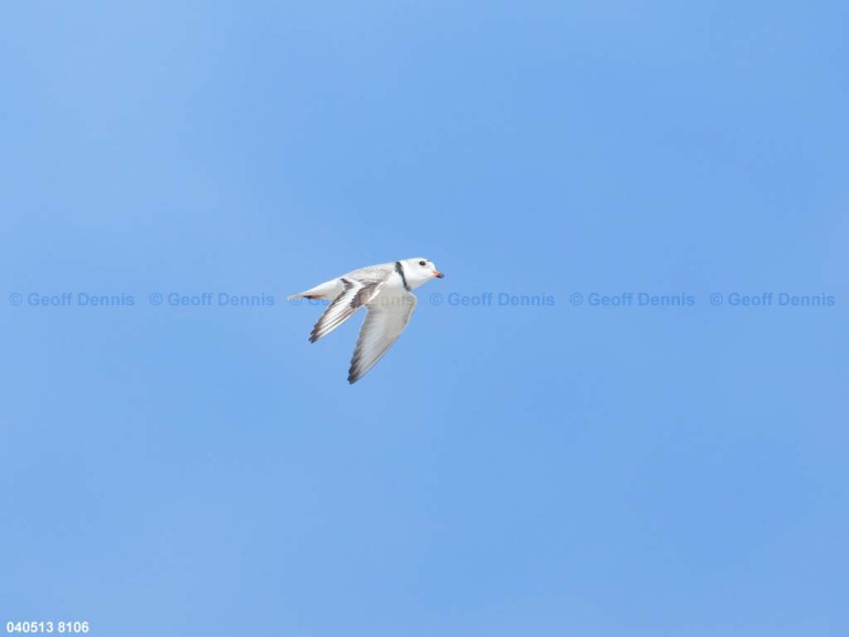 PIPL-7-AT_Piping-Plover