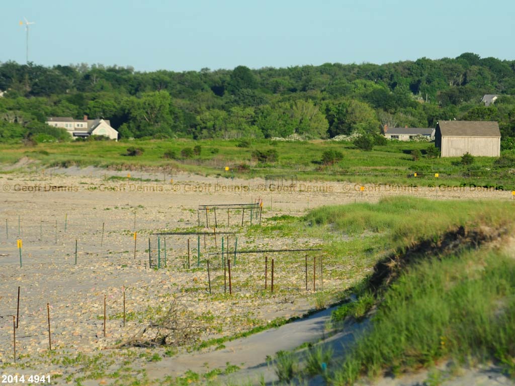 PIPL-11-AA_Piping-Plover