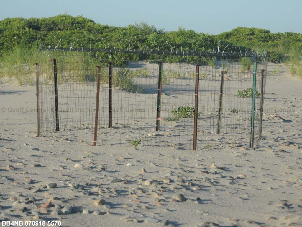 PIPL-11-AB_Piping-Plover