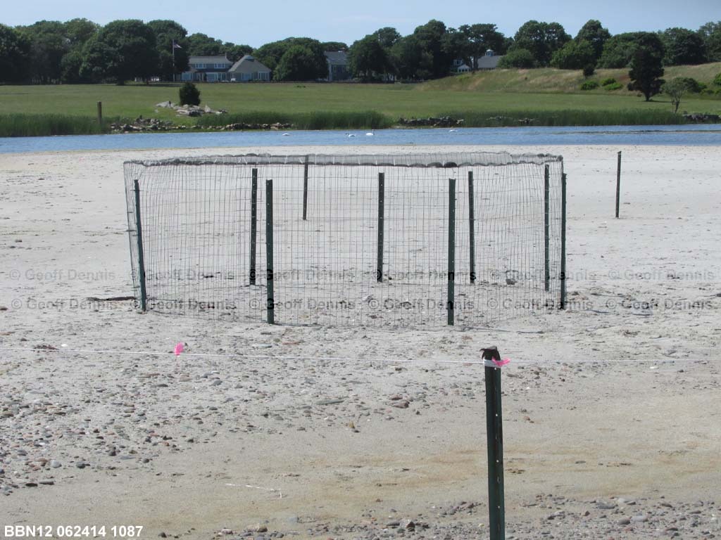PIPL-11-AC_Piping-Plover