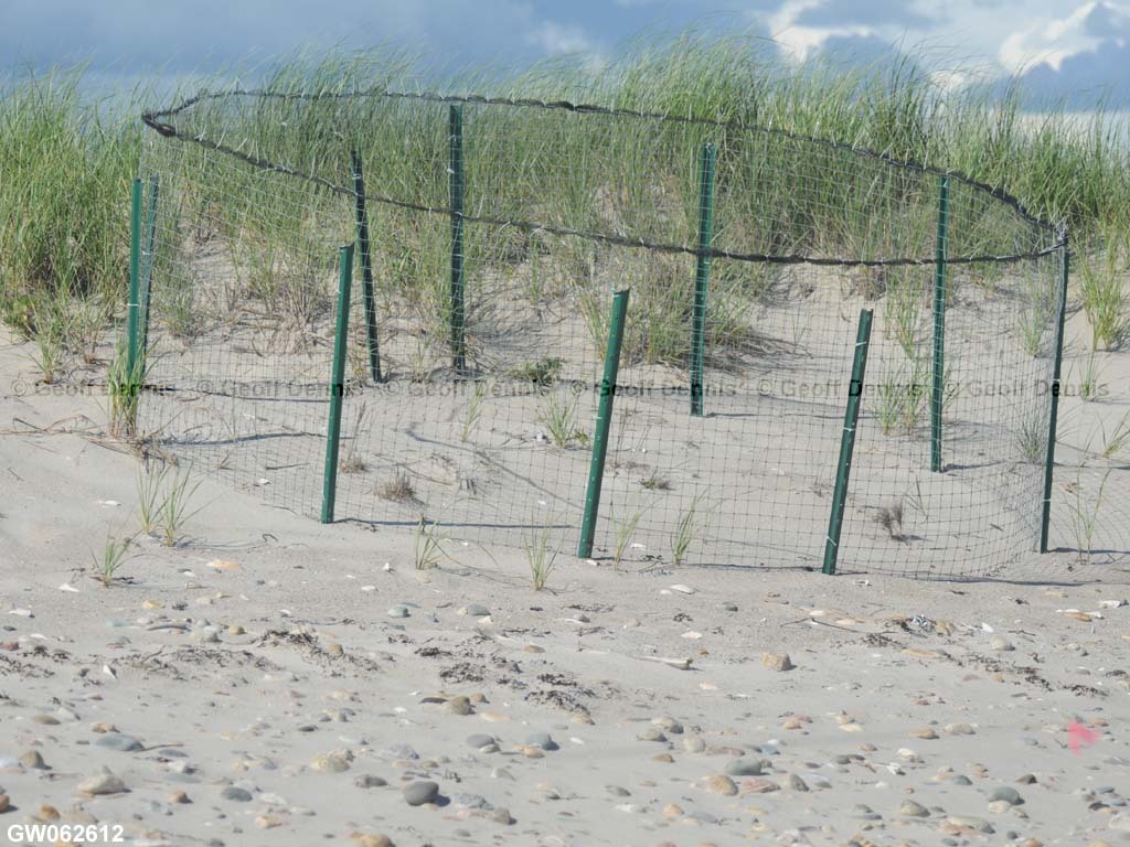 PIPL-11-AD_Piping-Plover