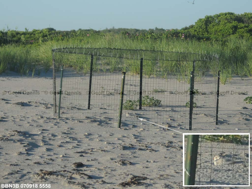 PIPL-11-AE_Piping-Plover