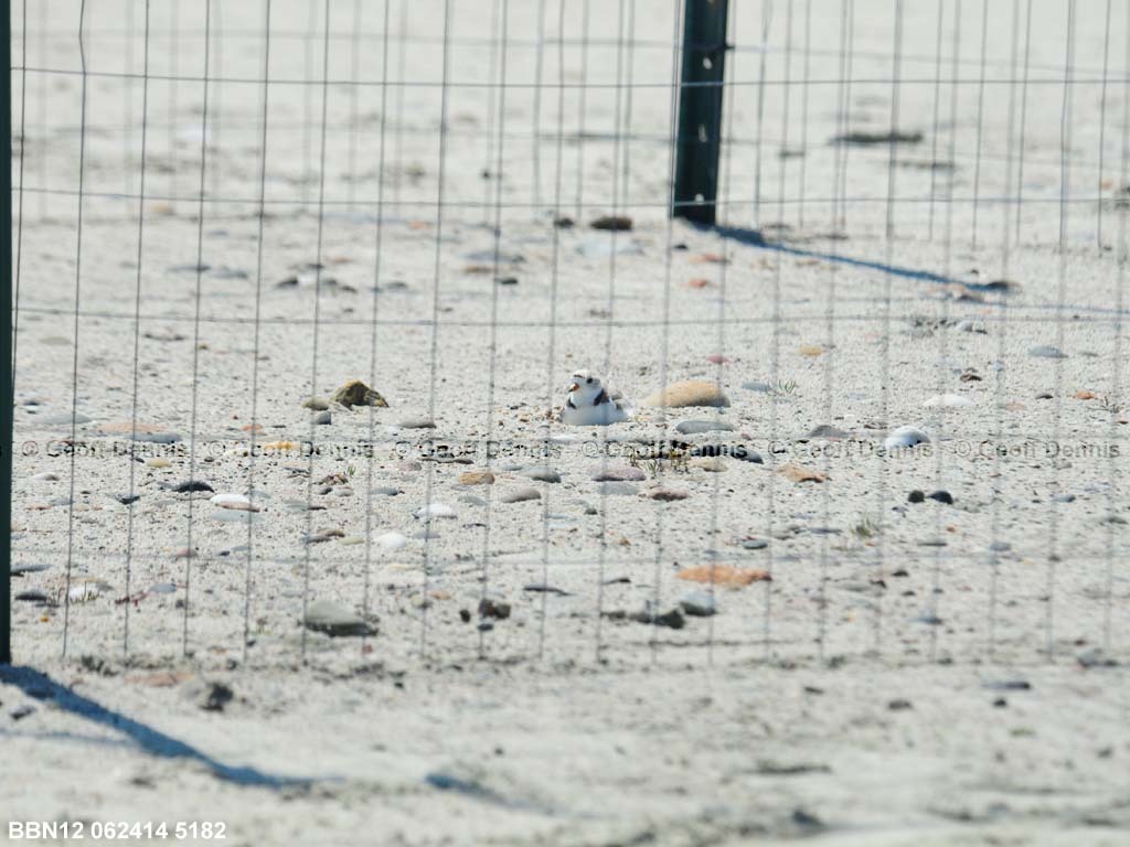 PIPL-11-AF_Piping-Plover
