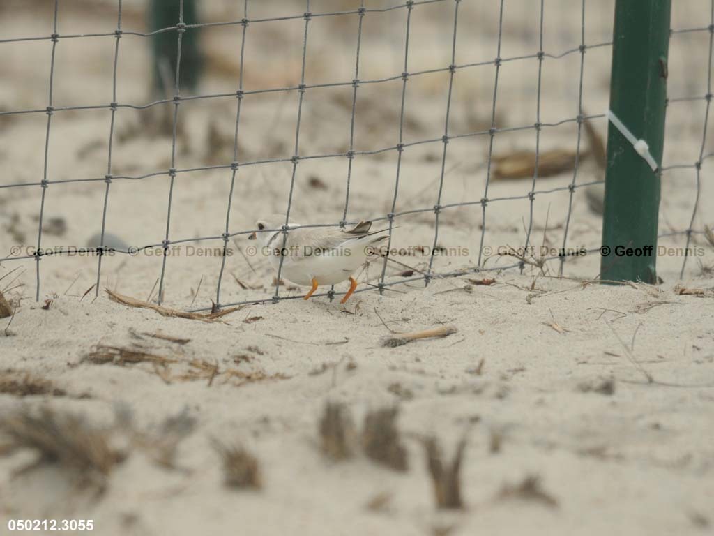 PIPL-11-AG_Piping-Plover