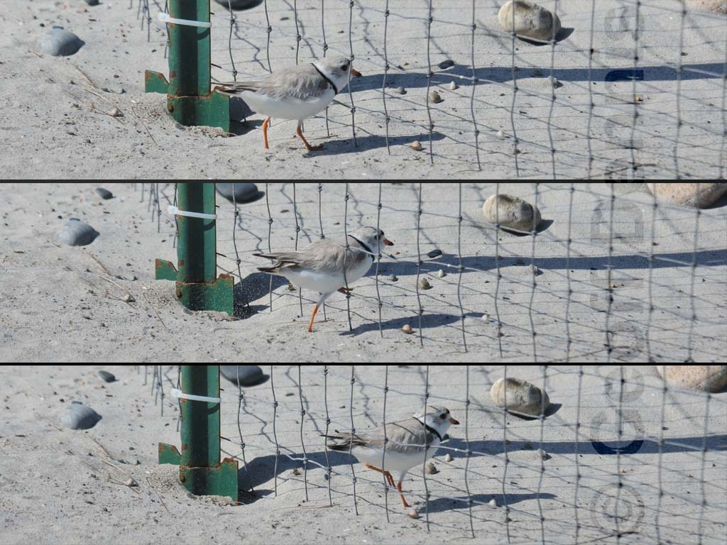 PIPL-11-AH_Piping-Plover