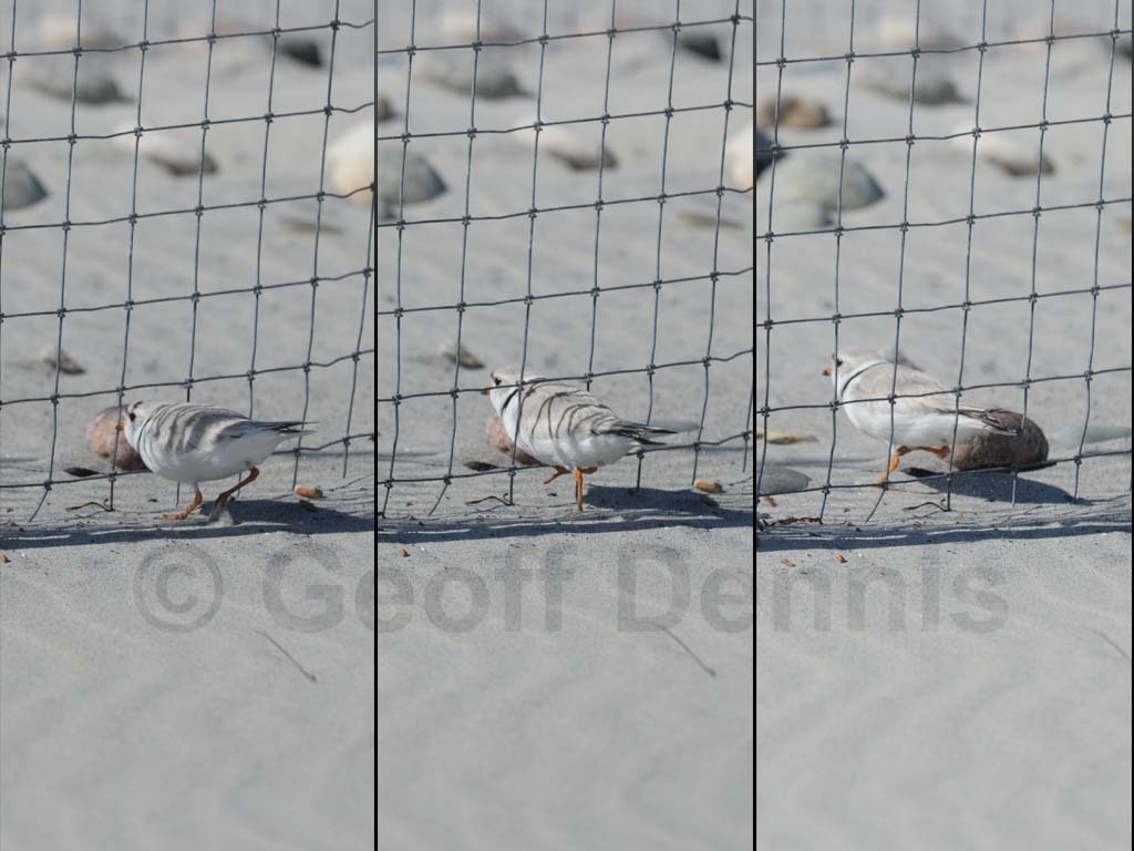 PIPL-11-AI_Piping-Plover