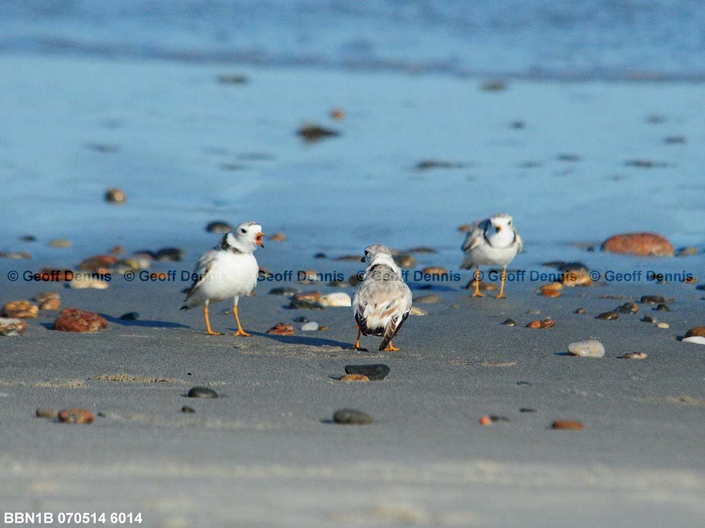 PIPL-4-AA_Piping-Plover