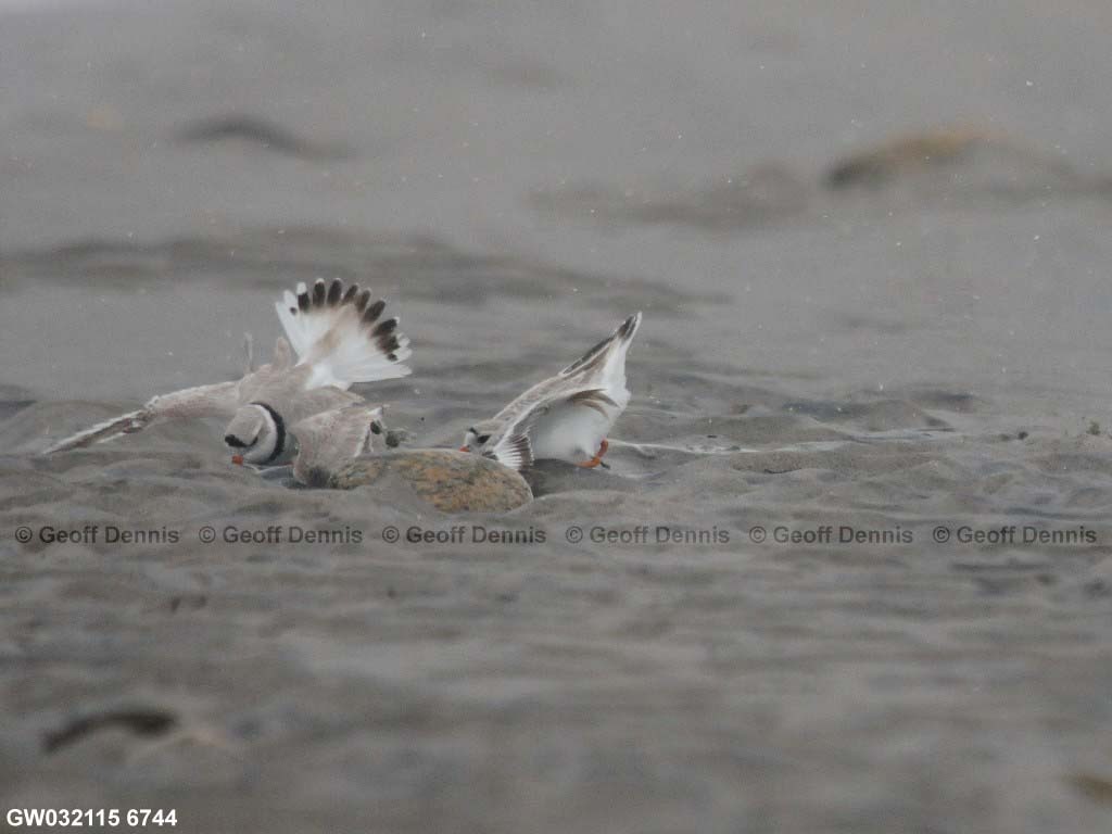 PIPL-4-AB_Piping-Plover