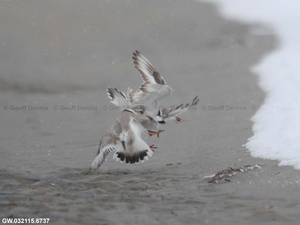 PIPL-4-AC_Piping-Plover