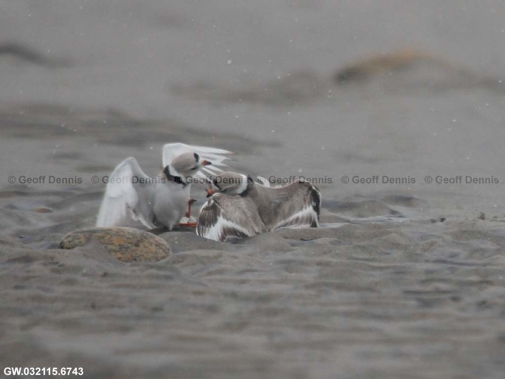 PIPL-4-AD_Piping-Plover