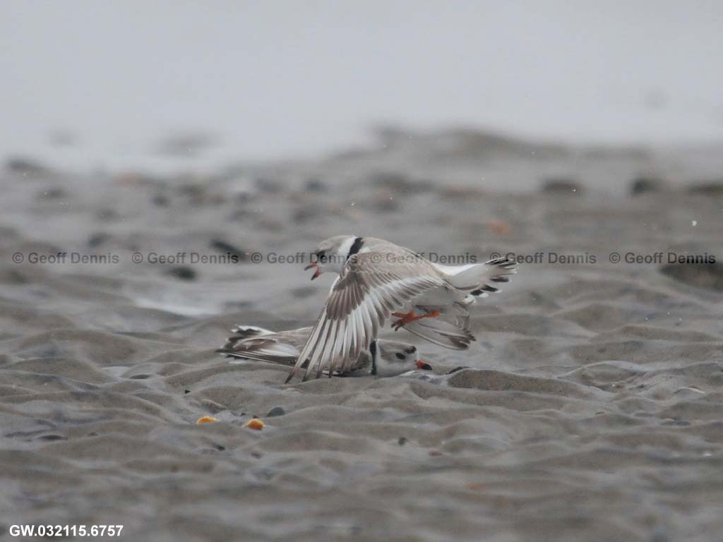 PIPL-4-AE_Piping-Plover