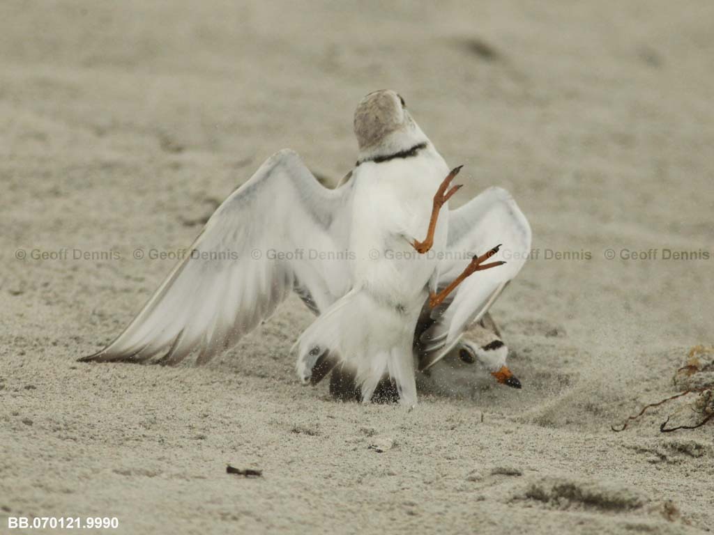 PIPL-4-AF_Piping-Plover